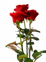 Три червоні троянди